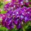 Hortensia Paars (Hydrangea 'Forever&Ever') -Planten Verkoopwinkel img 1427