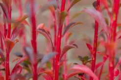 Pronkklokje (Enkianthus Campanulatus) -Planten Verkoopwinkel img 1495