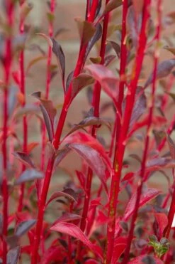 Pronkklokje (Enkianthus Campanulatus) -Planten Verkoopwinkel img 1496