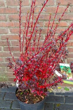 Pronkklokje (Enkianthus Campanulatus) -Planten Verkoopwinkel img 1497
