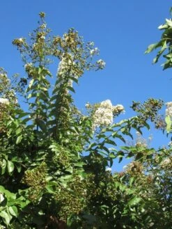 Lagerstroemia Halfstam (Lagerstroemia Indica 'Burgundy Cotton') -Planten Verkoopwinkel img 4003