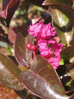 Lagerstroemia Als Halfstam (Lagerstroemia Indica 'Berry Dazzle') -Planten Verkoopwinkel img 4248