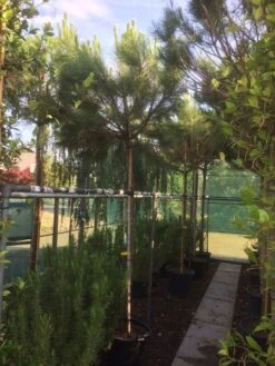 Parasolden (Pinus Pinea) -Planten Verkoopwinkel img 8351