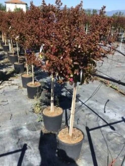 Lagerstroemia Als Halfstam (Lagerstroemia Indica 'Berry Dazzle') -Planten Verkoopwinkel lagerstroemia black dazzle halfstam