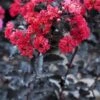 Lagerstroemia Als Halfstam (Lagerstroemia 'Black Diamond Best Red') -Planten Verkoopwinkel lagerstroemia black diamond
