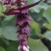 Fazantenbes (Leycesteria Formosa 'Purple Rain') -Planten Verkoopwinkel leycesteria formosa purple rain