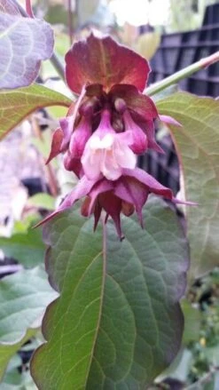 Fazantenbes (Leycesteria Formosa 'Purple Rain') -Planten Verkoopwinkel leycesteria purple rain