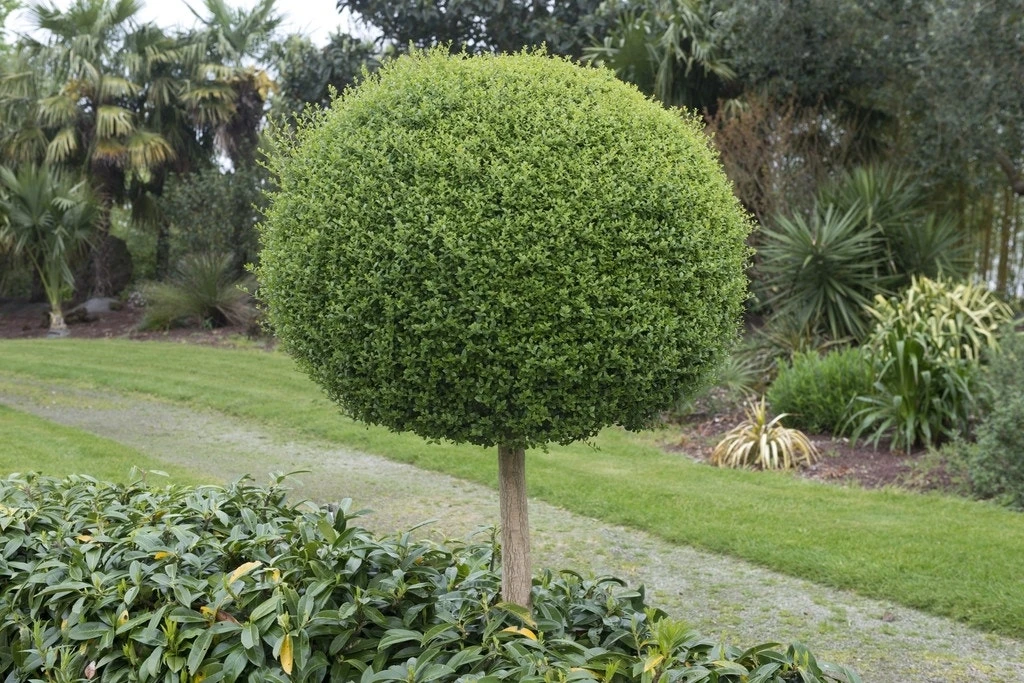 Bolliguster (Ligustrum Delavayanum) 3 Bolliguster (Ligustrum Delavayanum)