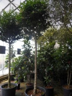 Liguster Op Stam (Ligustrum Japonicum 'Texanum') 13 Liguster Op Stam (Ligustrum Japonicum 'Texanum') -Planten Verkoopwinkel ligustrum japonicum texanum 20 25ho c130