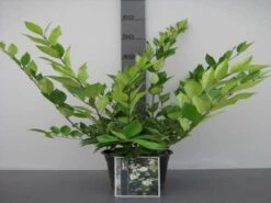 Texaanse Liguster/Liguster (Ligustrum Texanum 'Silver Star') -Planten Verkoopwinkel ligustrum texanum