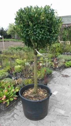 Liguster Op Stam (Ligustrum Japonicum 'Texanum') 12 Liguster Op Stam (Ligustrum Japonicum 'Texanum') -Planten Verkoopwinkel ligustrum texanum extra groot