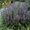 Leliegras (Liriope Muscari) -Planten Verkoopwinkel limuscar 2