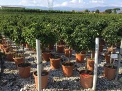 Amberboom Op Stam (Liquidambar 'Gum Ball') -Planten Verkoopwinkel liquidambar gum ball 50cm stam