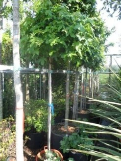 Amberboom Op Stam (Liquidambar 'Gum Ball') -Planten Verkoopwinkel liquidambar styraciflua gum ball 150stam c40