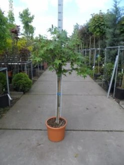 Amberboom Op Stam (Liquidambar 'Gum Ball') -Planten Verkoopwinkel liquidambar styraciflua gum ball halfstam c25