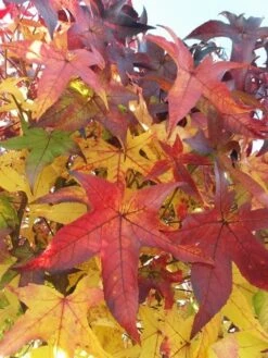 Amberboom Op Stam (Liquidambar 'Gum Ball') -Planten Verkoopwinkel liquidambargumballherfst04 1