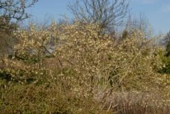Struikkamperfoelie (Lonicera Purpusii 'Winter Beauty') -Planten Verkoopwinkel lonicera purpusii winter beauty struik