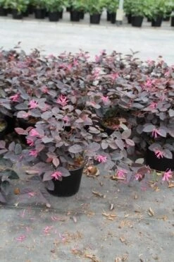 Loropetalum (Loropetalum 'Fire Dance') -Planten Verkoopwinkel loropetalum fire dance 2