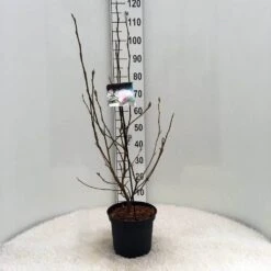 Beverboom (Magnolia Soulangeana) -Planten Verkoopwinkel m. soulangeana c5