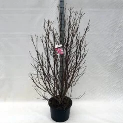 Beverboom, Struik (Magnolia Susan) -Planten Verkoopwinkel ma. susan c15 150 cm