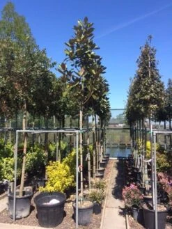 Beverboom (Magnolia Grandiflora 'Gallissoniere') -Planten Verkoopwinkel magnolia grandiflora 10 12