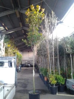 Beverboom (Magnolia Grandiflora 'Gallissoniere') -Planten Verkoopwinkel magnolia grandiflora 1 1