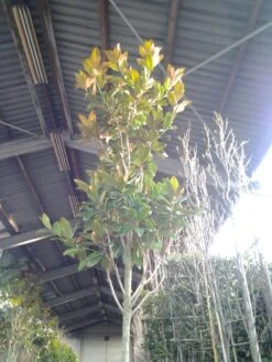 Beverboom (Magnolia Grandiflora 'Gallissoniere') -Planten Verkoopwinkel magnolia grandiflora 2 1