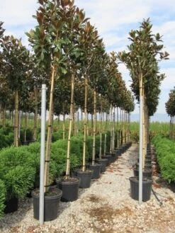 Beverboom (Magnolia Grandiflora 'Gallissoniere') -Planten Verkoopwinkel magnolia grandiflora gallisoniere 8 10 2