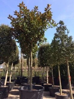 Beverboom (Magnolia Grandiflora 'Gallissoniere') -Planten Verkoopwinkel magnolia grandiflora hoogstam solitair