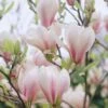 Beverboom (Magnolia Soulangeana) -Planten Verkoopwinkel magnolia soulangeana