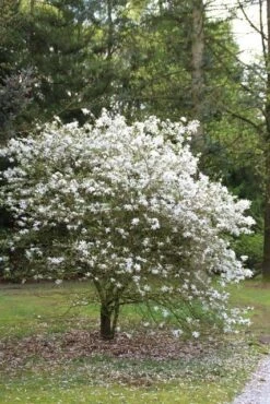 Nieuwe uitgaven -Planten Verkoopwinkel magnolia stellata 3