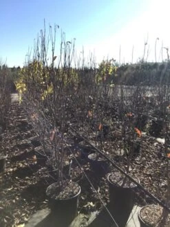 Roze Stermagnolia (Magnolia Stellata 'Rosea') -Planten Verkoopwinkel magnoliastellatarosea01