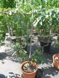 Appelboom (Malus Domestica ) -Planten Verkoopwinkel malus domestica eetappel dubbel u leivorm