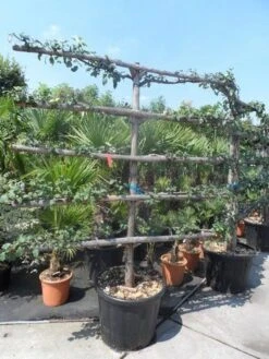 Appelboom (Malus Domestica ) -Planten Verkoopwinkel malus domestica eetappel oude leivorm