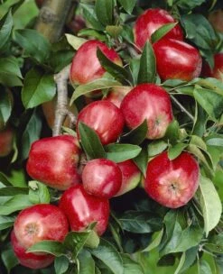 Appelboom (Malus Domestica 'Gloster')