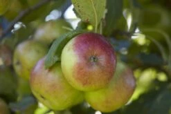 Appelboom (Malus Domestica 'Idared')
