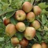 Lei-Appel (Malus Domestica 'Schone Van Boskoop') -Planten Verkoopwinkel malus domestica schone van boskoop
