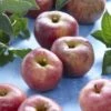Lei-Appel (Malus Domestica 'Zoete Ermgaard') -Planten Verkoopwinkel malus domestica zoete ermgaard
