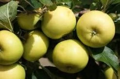 Appelboom (Malus Domestica 'Greensleeves') -Planten Verkoopwinkel malus greensleeves