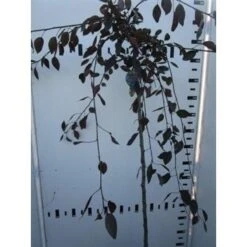 Rode Treursierappel Op Stam (Malus 'Royal Beauty') -Planten Verkoopwinkel malus royal beauty 130cm