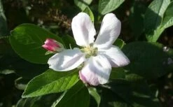 Appelboom (Malus Domestica 'Elstar') -Planten Verkoopwinkel maluselstarbloesem01 2