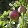 Appelboom (Malus Domestica 'Elstar') -Planten Verkoopwinkel maluselstarv01