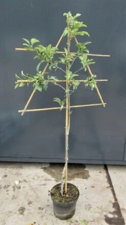 Lei-Appel (Malus Domestica 'Zoete Ermgaard') -Planten Verkoopwinkel malusleivorm2 1 32