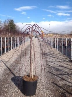 Rode Treursierappel Op Stam (Malus 'Royal Beauty') -Planten Verkoopwinkel malusroyalbeauty02