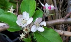 Lei-Appel (Malus Domestica 'Summerred') -Planten Verkoopwinkel malussummerredbloesem01 1