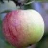 Appelboom (Malus Domestica 'Worcester Pearmain') -Planten Verkoopwinkel malusworcesterpearmainv01