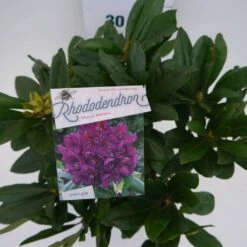 Rhododendron (Rhododendron 'Marcel Menard') -Planten Verkoopwinkel marcel mennard c5 boven