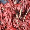 Japanse Esdoorn (Acer Palmatum 'Skeeter's Broom')