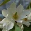 Michelia 'Fairy Magnolia White' -Planten Verkoopwinkel michelia fairy magnolia blush 2