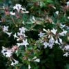 Abelia Op Rek (Abelia Grandiflora) -Planten Verkoopwinkel moja02790